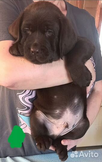 Щенки лабрадора
