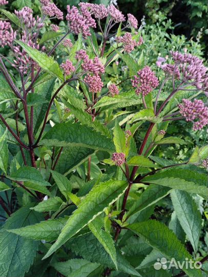 Флоксы многолетние. Посконник