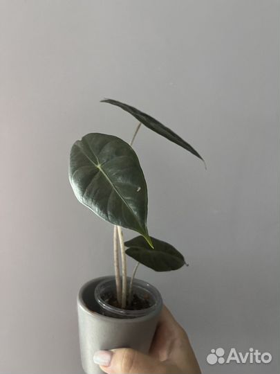 Алоказия пинк дракон