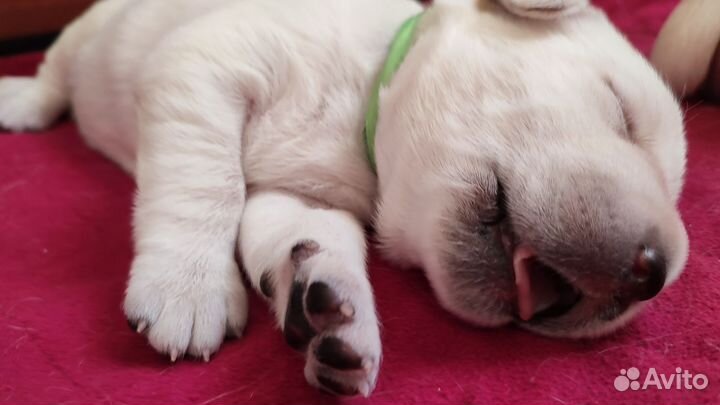 Щенки лабрадора