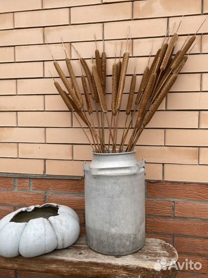 Рогоз камыш сухоцветы