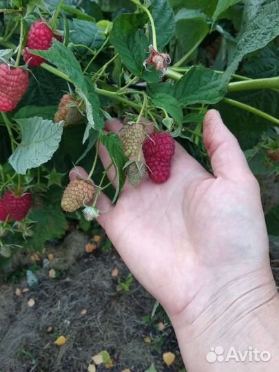 Саженцы ремонтантной малины