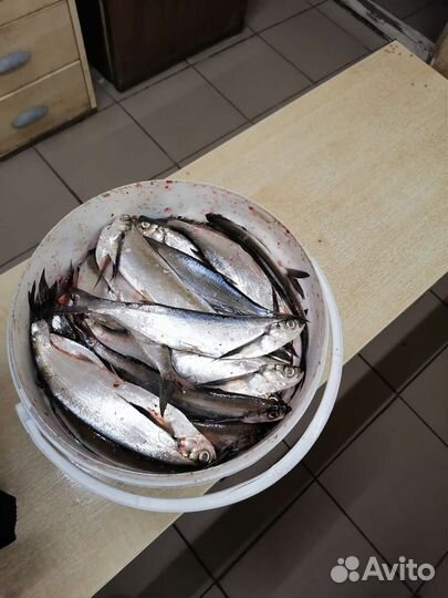 Свежая чехонь, судак вяленый