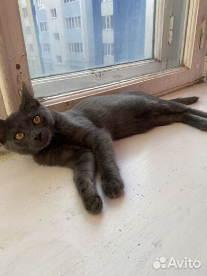 Отдам в добрые руки котенка девочку