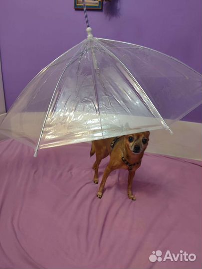 Зонт для прогулки с собакой