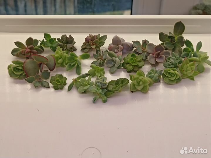 Детки суккулентов