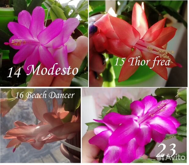 Декабрист (шлюмбергера или рождественский кактус)