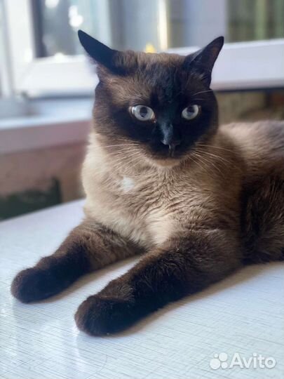 Кот в добрые руки