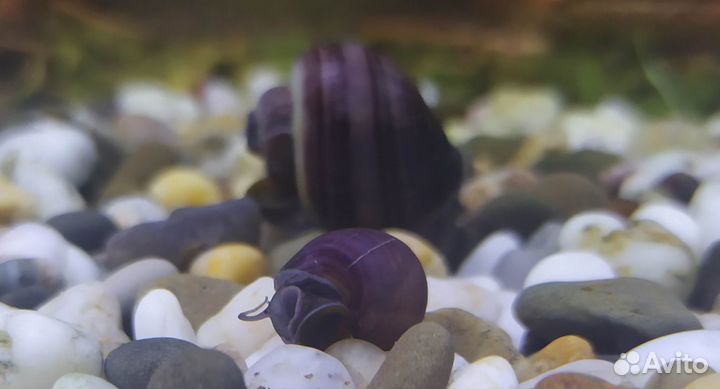 Ампулярии Черничные