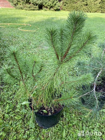 Сосна горная