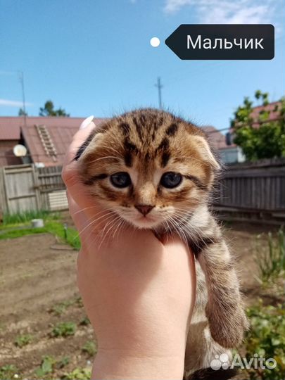 Шотландские котята