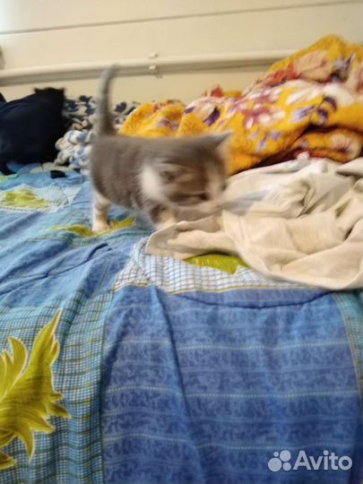 Котики бесплатно в добрые руки