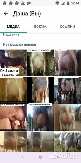 Козы дойные и козлята -нубийские и альпийские