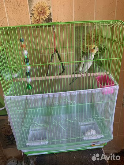 Корелла с клеткой