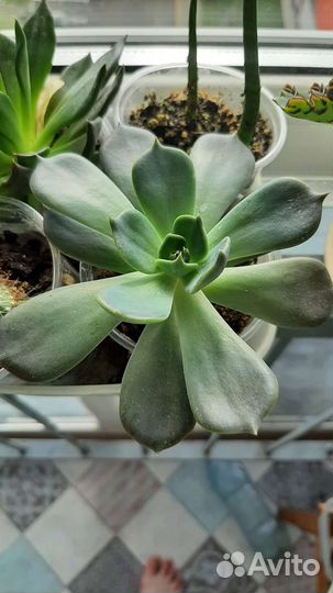 Суккуленты