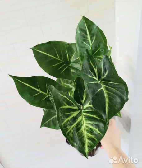 Сингониум New Green