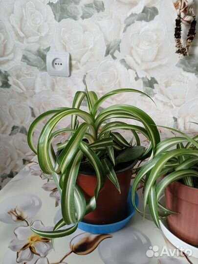 Хлорофитум кудрявый