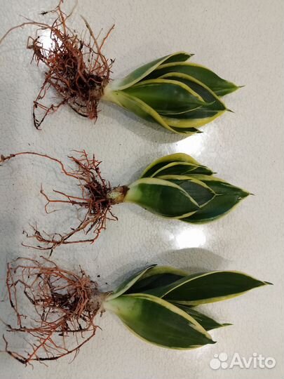 Сансевиерия Ханни крео