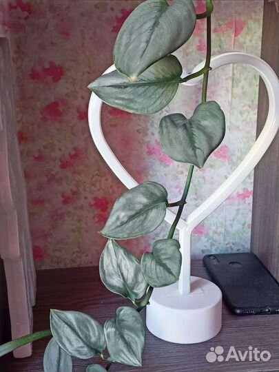 Сциндапсус мунлайт