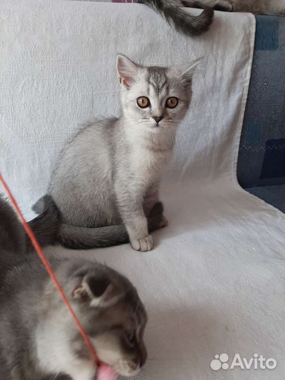 Шотландские вислоухие котята