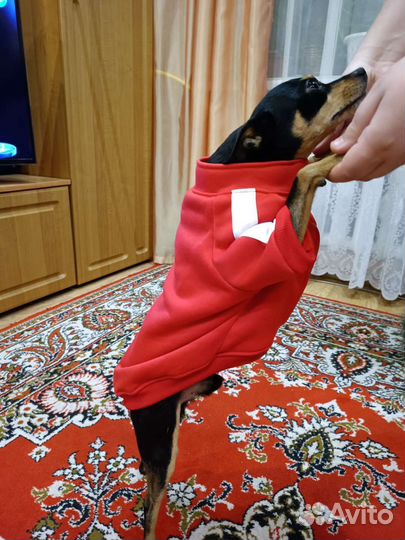 Одежда для собак