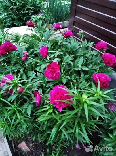 Пионы корни(дележка)