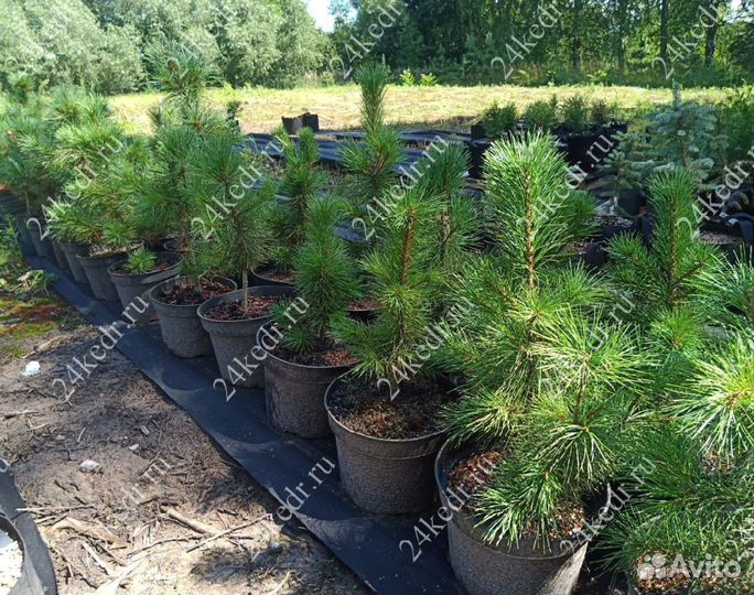 Саженцы сибирского кедра