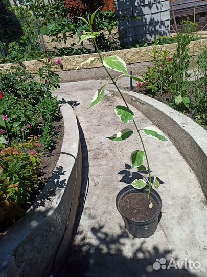 Дерен Альба (саженец в горшке )