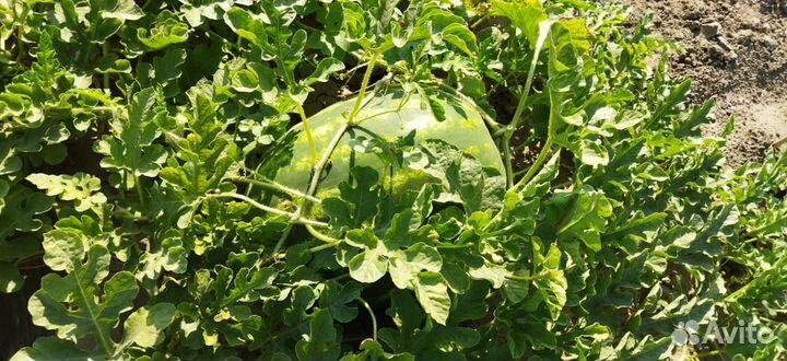 Арбуз оптом