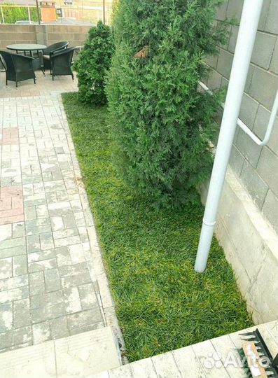 Рулонный газон