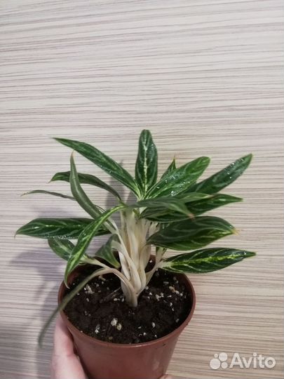 Комнатные цветы для Вас и Ваших близких