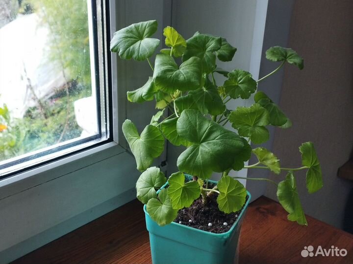 Пеларгония герань сортовая