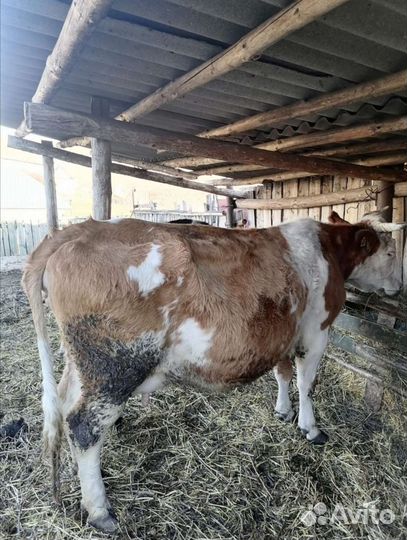 Корова дойная