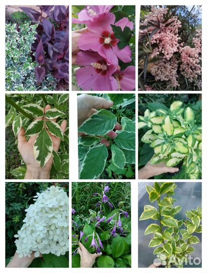 Садовые многолетники