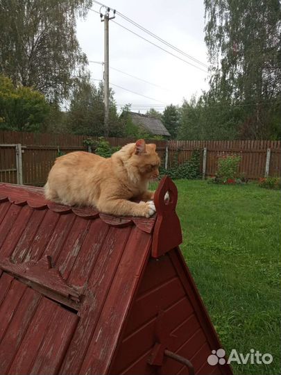 Рыжий кот в добрые руки