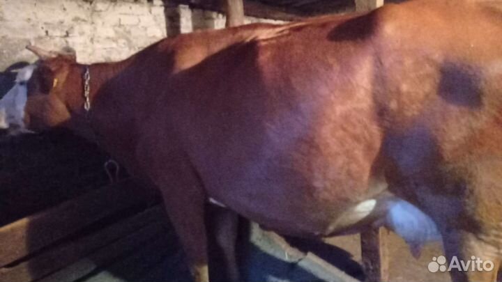 Корова стельная дойная