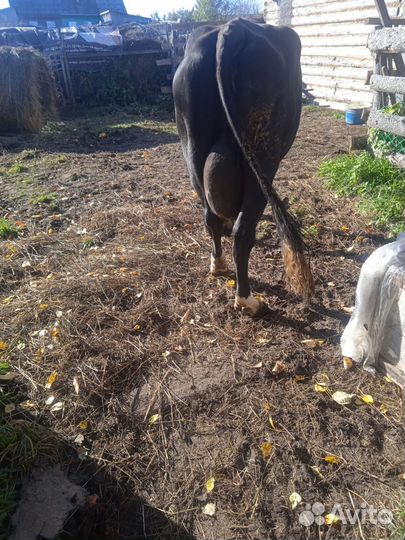 Корова дойная с теленком