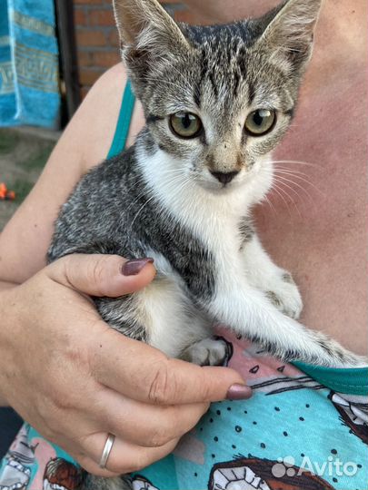 Отдам котенка