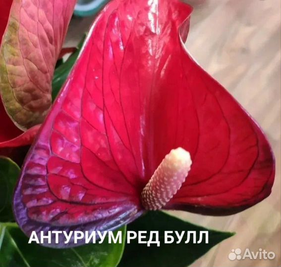 Антуриумы сортовые 15 видов