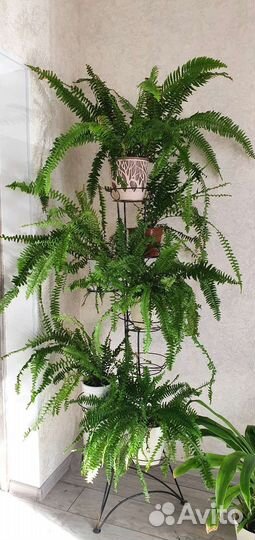 Папоротник комнатный