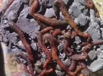 Морской червь, нереис, лиманный червь купить в Сочи 