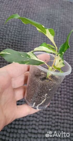 Фикус Керли