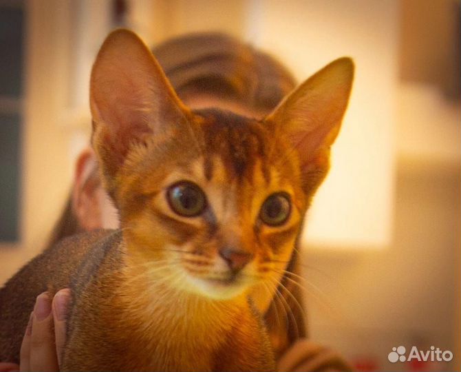 Абиссинские котята