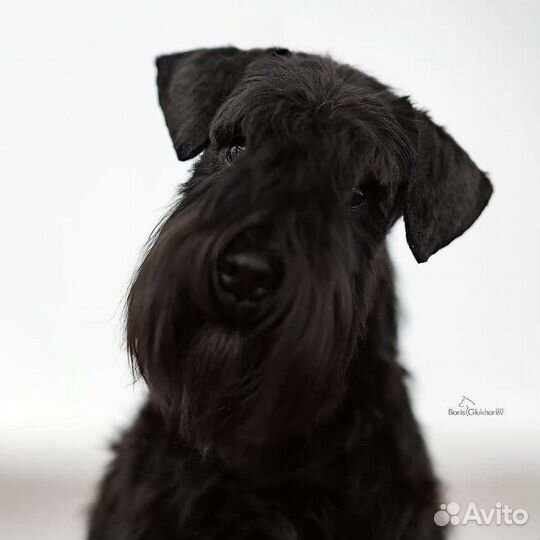 Роскошный чёрный цвергшнауцер