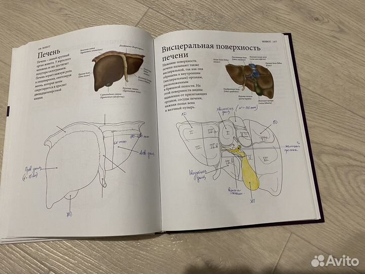 Анатомия атлас раскраска 2 книги
