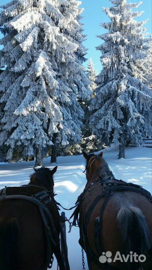 Тур из Уфы выходные Конная прогулка