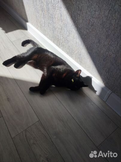 Кот для вязки