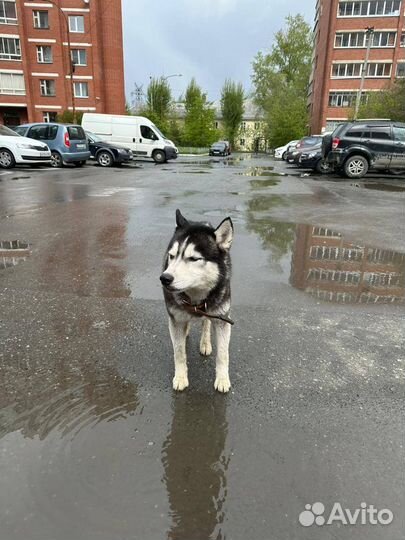 Кобель хаски