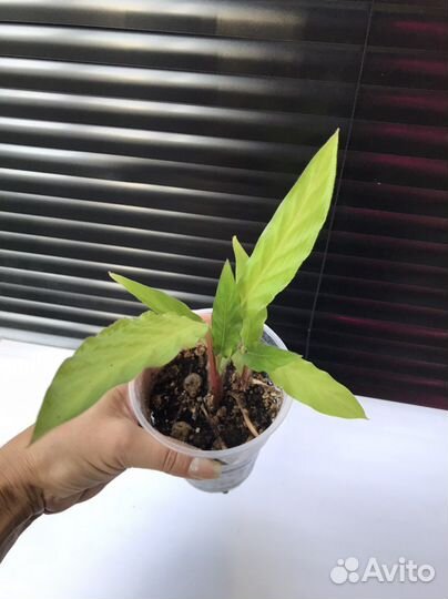 Yellou fusion,лансифолия,леопардина