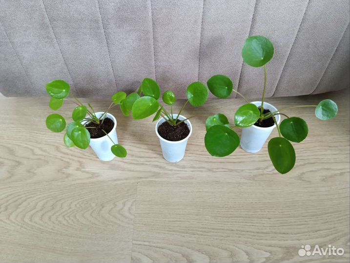 Пелея пеперомиевидная